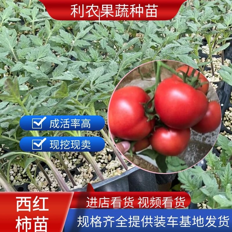 越冬大果西红柿苗，早熟大果抗死棵病毒大粉西红柿苗