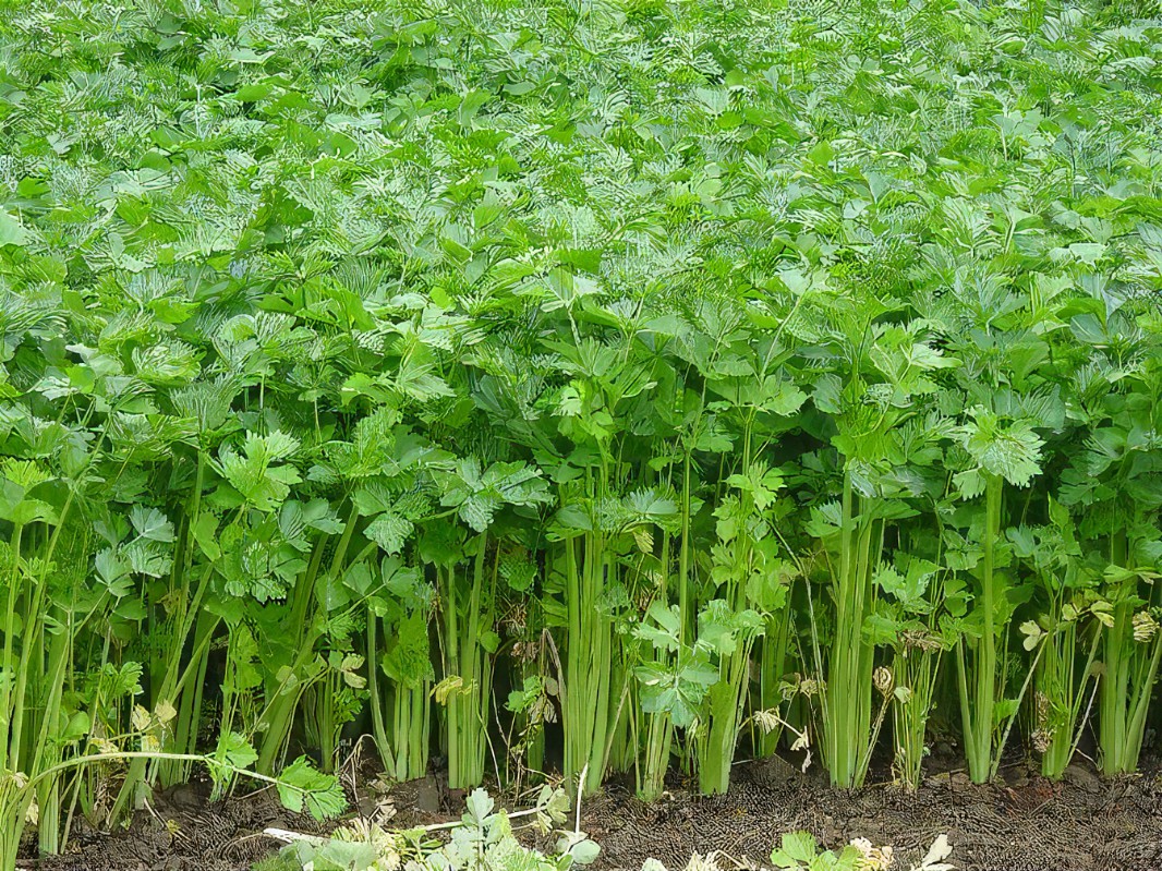不同种类香芹对比图