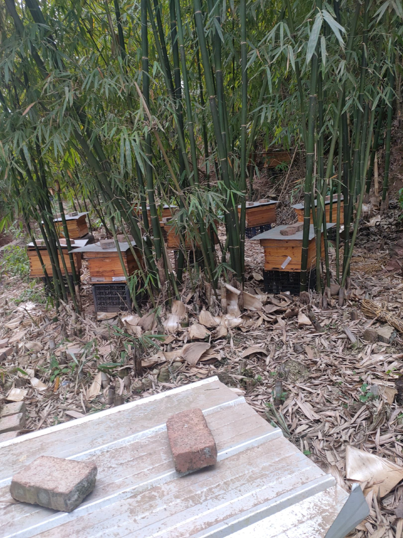 出售蜂群和土蜂蜜野生蜂蜜土蜂蜜百花蜜