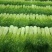 爆款蒜薹精品60~70cm大量上市啦量大从优欢迎选购