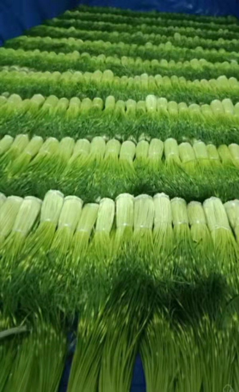 爆款蒜薹精品60~70cm大量上市啦量大从优欢迎选购
