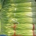 爆款蒜薹精品60~70cm大量上市啦量大从优欢迎选购
