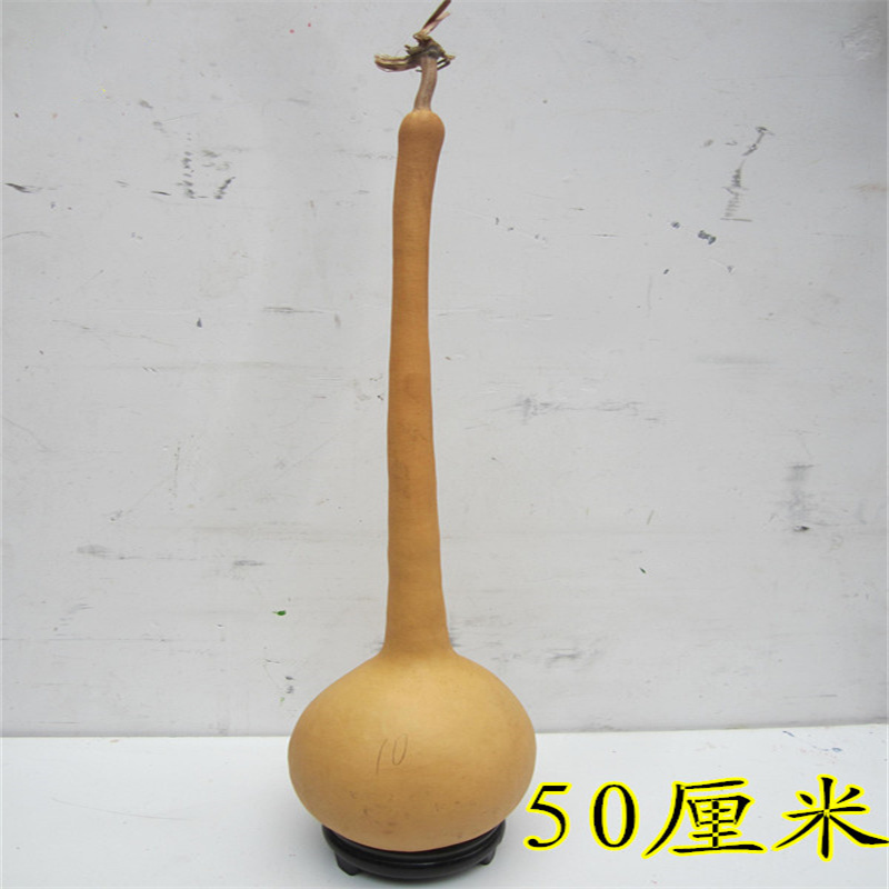 长柄葫芦种子大酒仙葫芦种子菜葫芦葫芦天鹅葫芦特长大葫芦