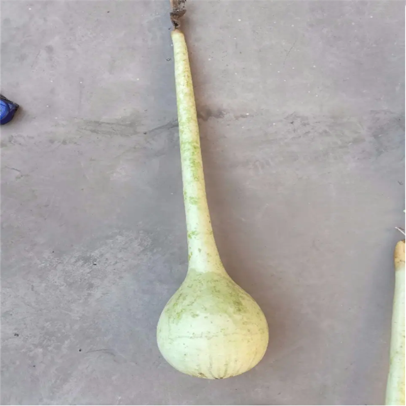长柄葫芦种子大酒仙葫芦种子菜葫芦葫芦天鹅葫芦特长大葫芦