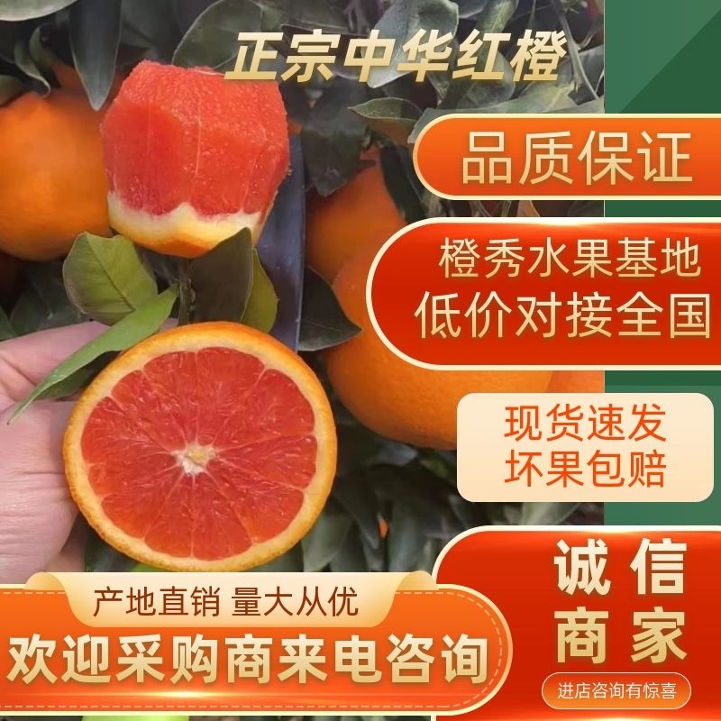 【优质】橙子正宗中华红橙宜昌产地直销甜蜜多汁无中间商
