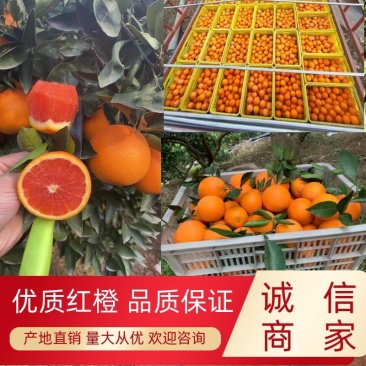 【精品】橙子秭归中华红橙产地直销现摘现发保证品质