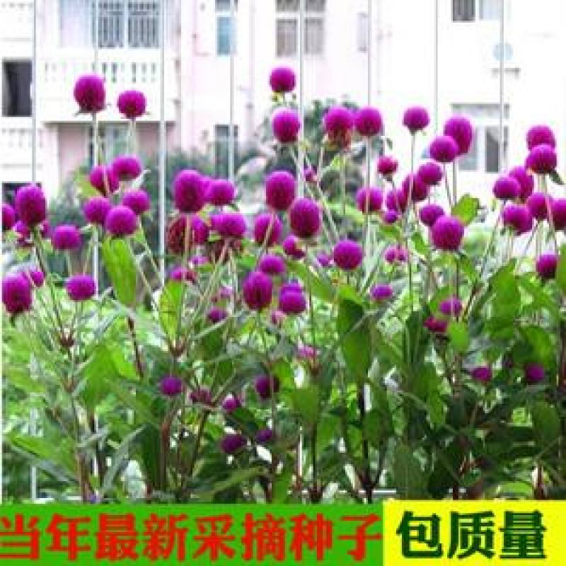 千日红种子千日紫粉白种子四季开花庭院别墅路边景观绿化