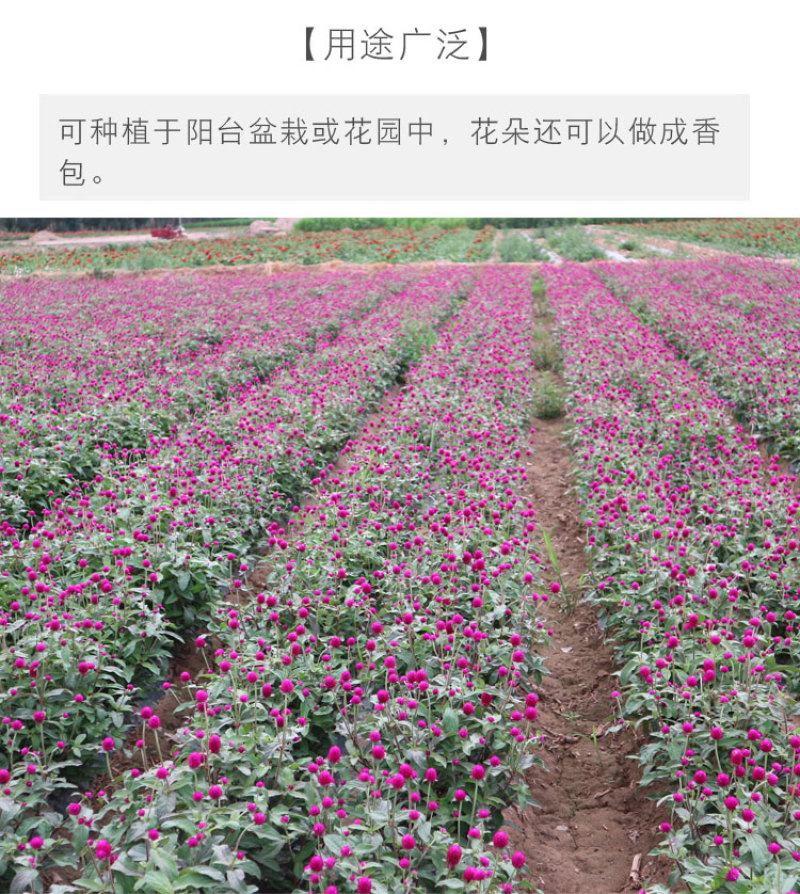 千日红种子千日紫粉白种子四季开花庭院别墅路边景观绿化