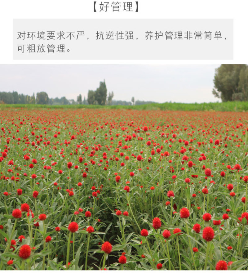 千日红种子千日紫粉白种子四季开花庭院别墅路边景观绿化