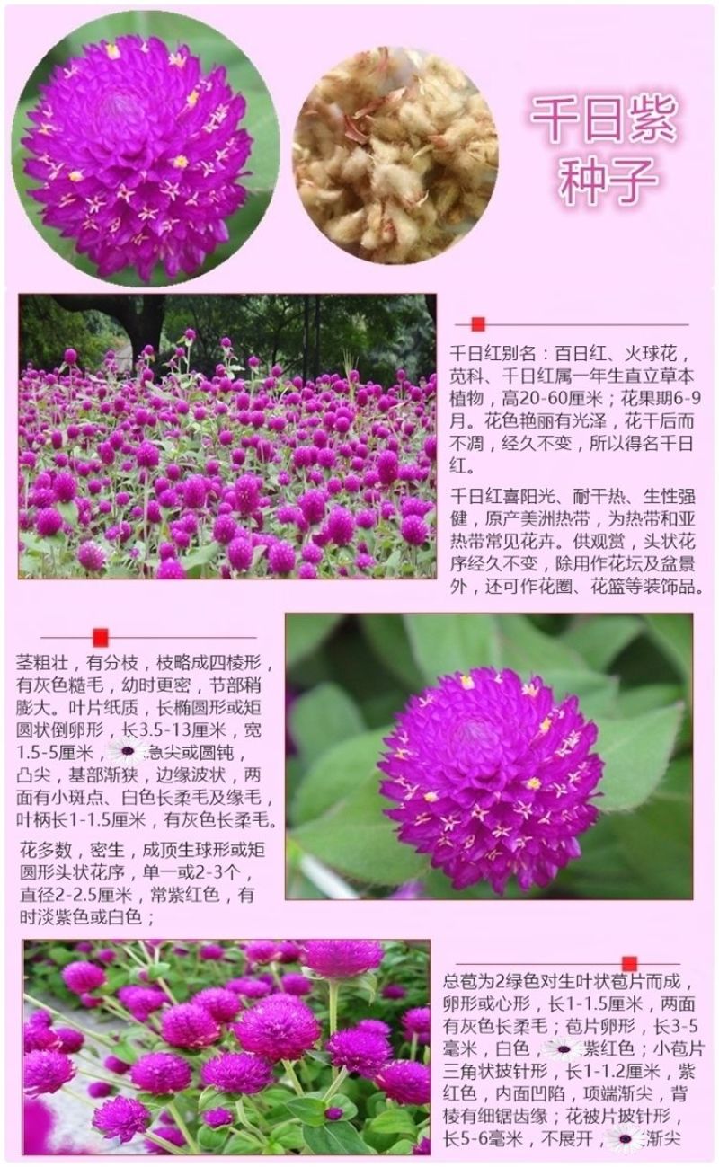 千日红种子千日紫粉白种子四季开花庭院别墅路边景观绿化