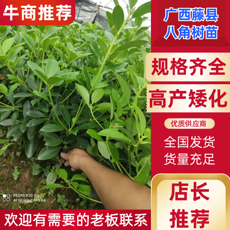 （顺丰快递包邮）矮化大红八角罗马品种嫁接苗三年结果