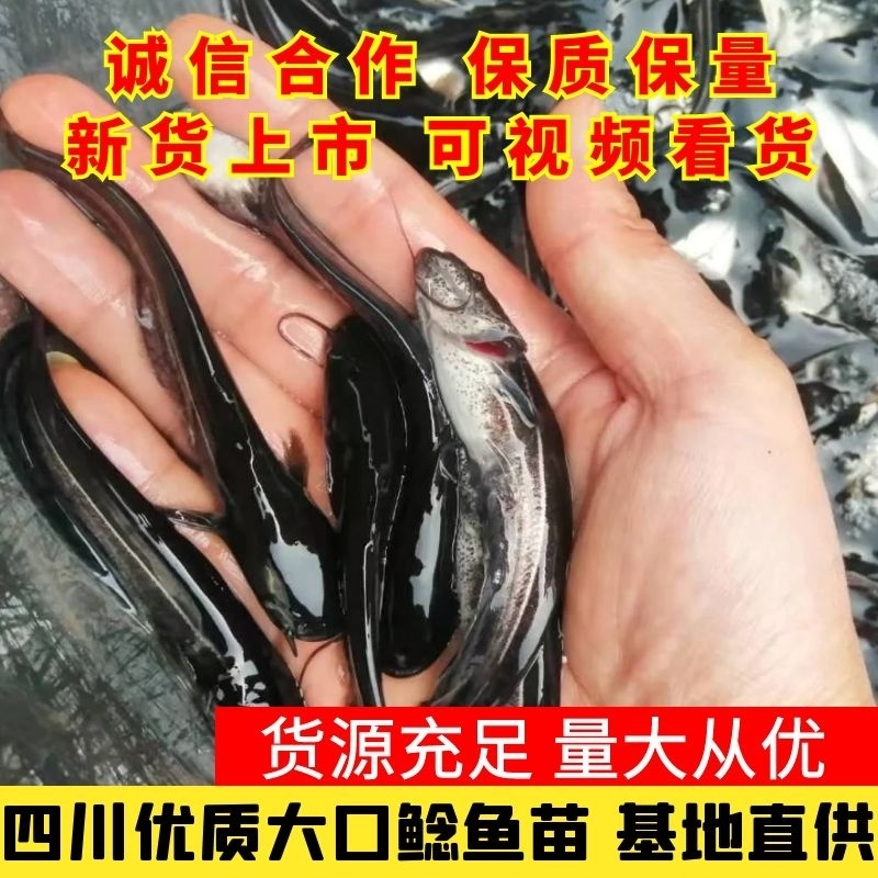 四川优质大口鲶鱼苗基地直供可送货上门全程免费技术支持