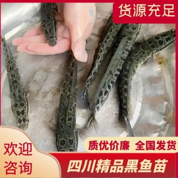 四川精品黑鱼苗生鱼苗财鱼易饲养基地直供提供养殖技术支持