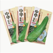 中华菜瓜种子老品种青皮脆瓜绿皮白瓤甜种四季早熟基地种植