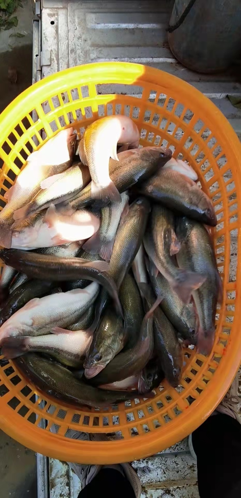 实力发货加州鲈鱼苗规格齐全价格优惠提供技术指导支持视频选货
