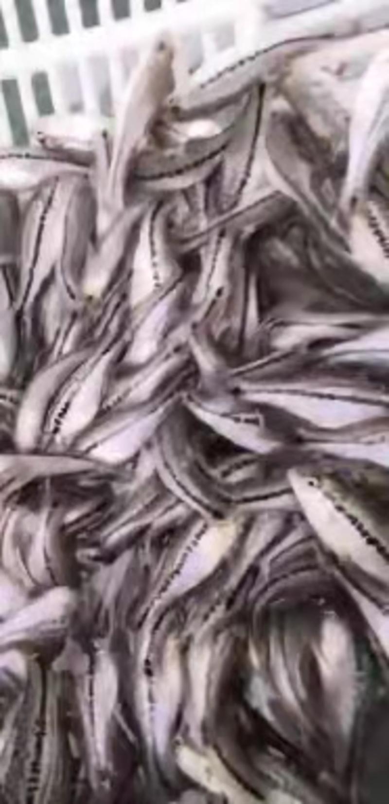 加州鲈鱼苗规格齐全价格优惠提供技术指导支持视频选货