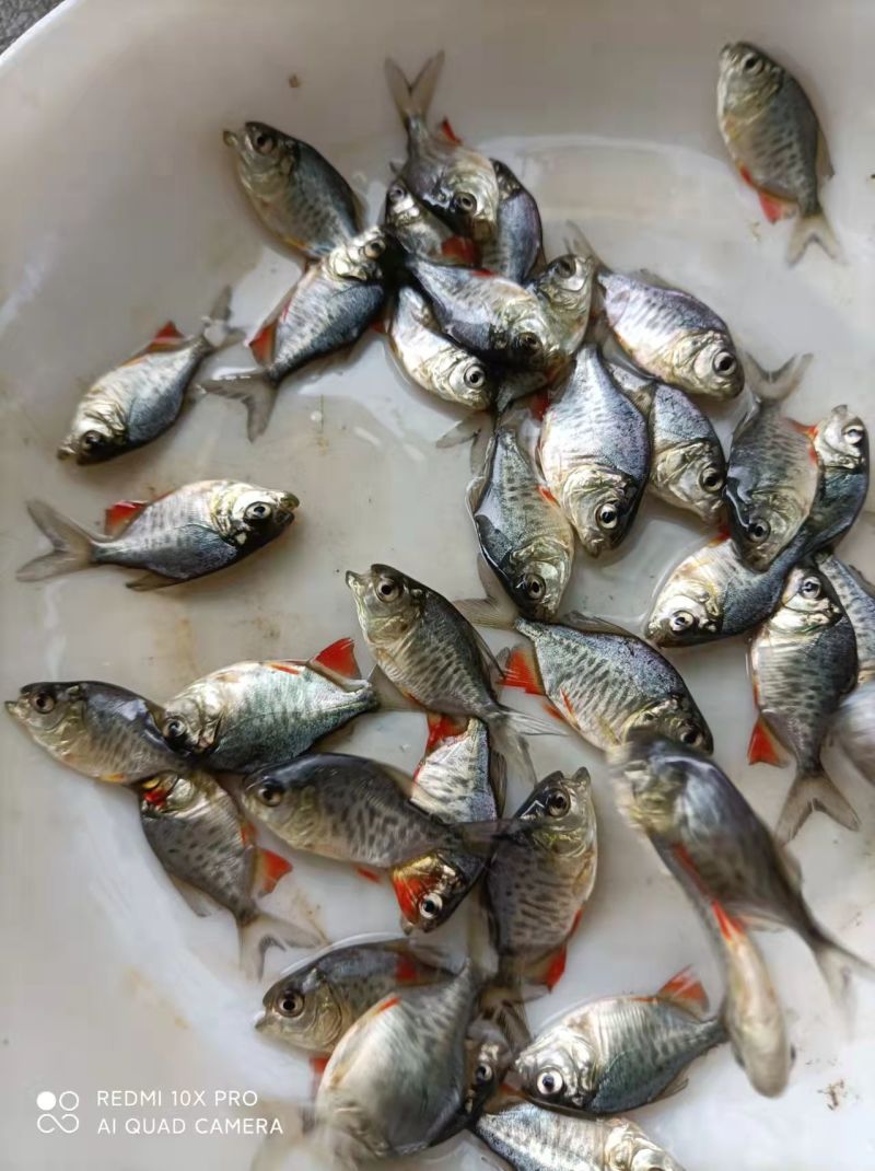 【鲳鱼苗】优质淡水白鲳鱼苗生长周期短3-4个月上市包指导