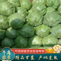 精品甘蓝圆包菜0.5~1公斤，产地直销，品质好