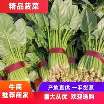 【热卖】大叶菠菜25~30厘米各种规格产地直发