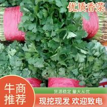 【热卖】大叶香菜25~30厘米各种规格各种包装