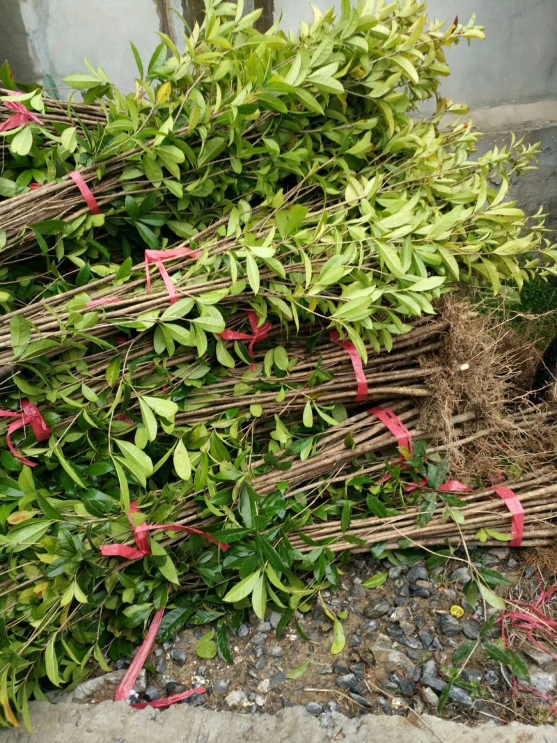 桂花树种子桂花种子桂花小苗沙藏桂花种子绿化行道树种子