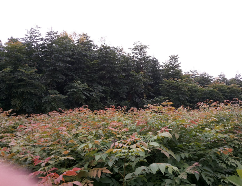 当年新采黄山栾种子栾树种子大量供应南栾树种子批发