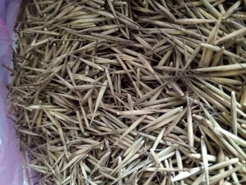 新采毛竹种子四季竹子竹类植物