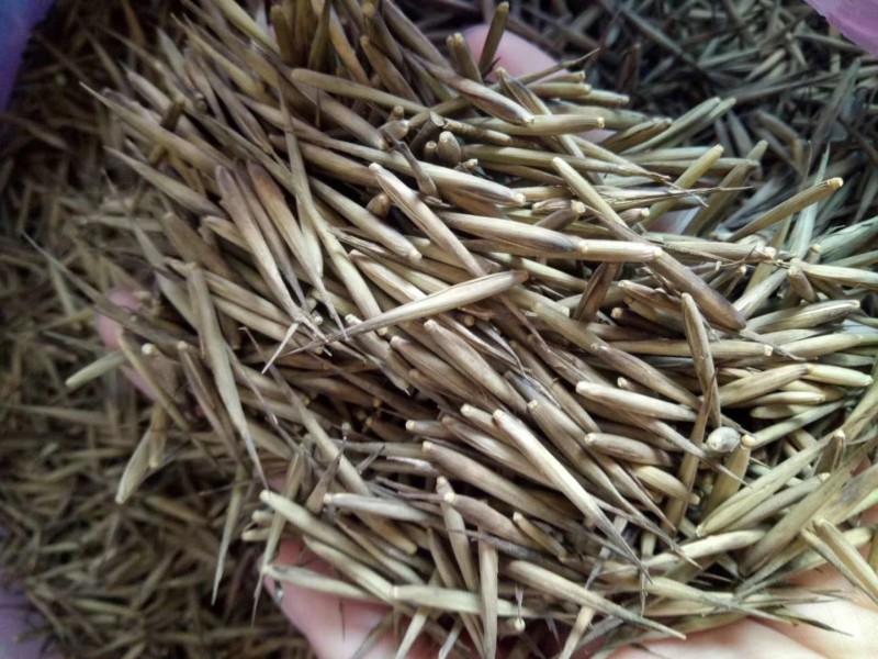 新采毛竹种子四季竹子竹类植物