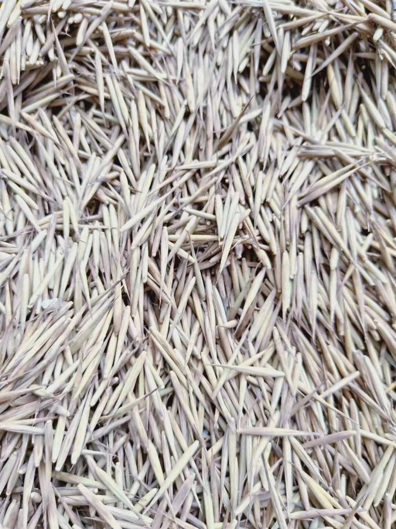 新采毛竹种子四季竹子竹类植物