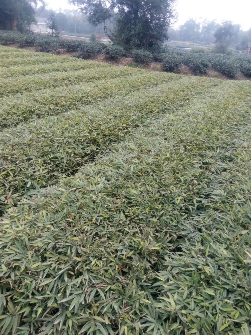 新采毛竹种子四季竹子竹类植物