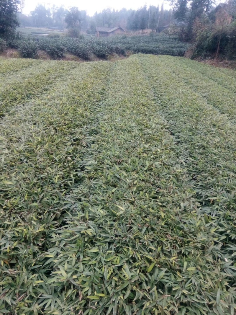 新采毛竹种子四季竹子竹类植物