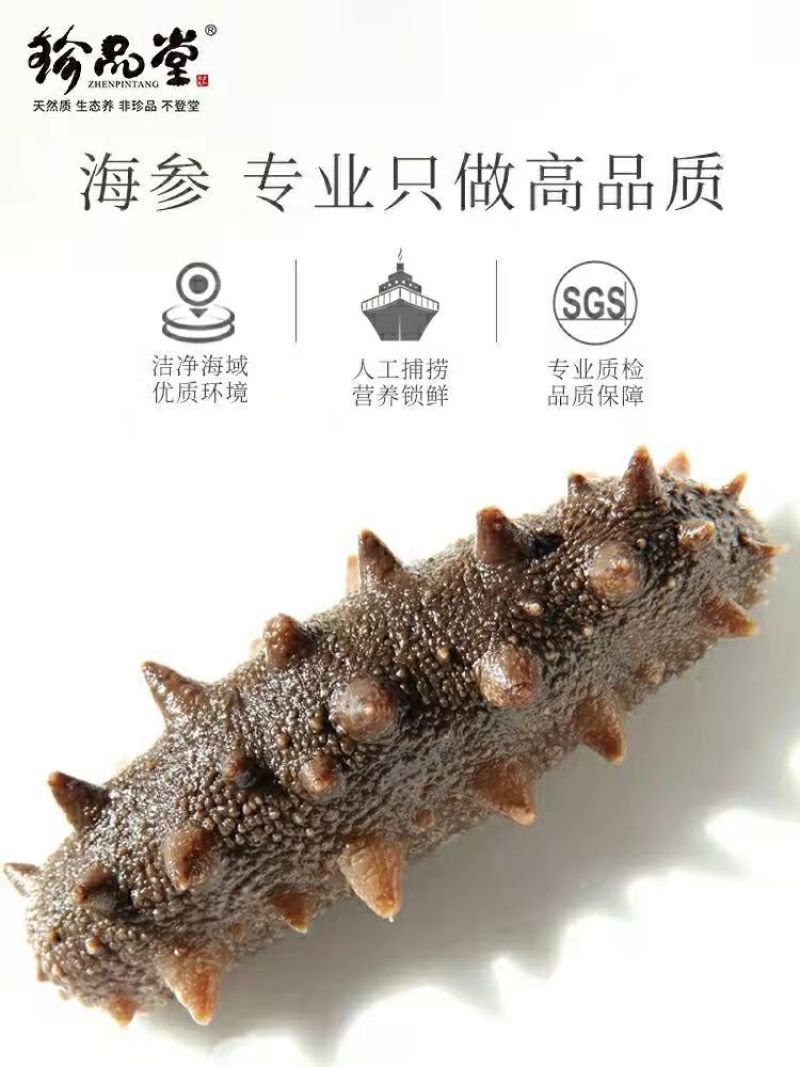 珍品堂-浅海小精灵海参-24头