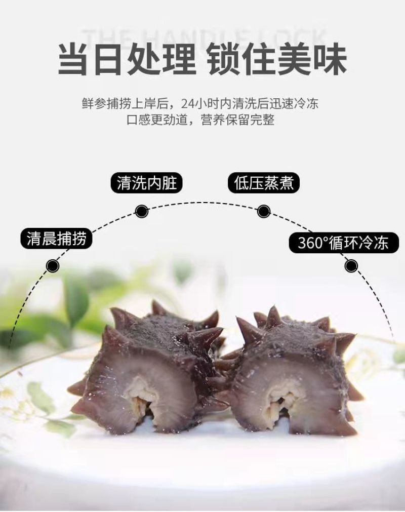珍品堂-浅海小精灵海参-24头
