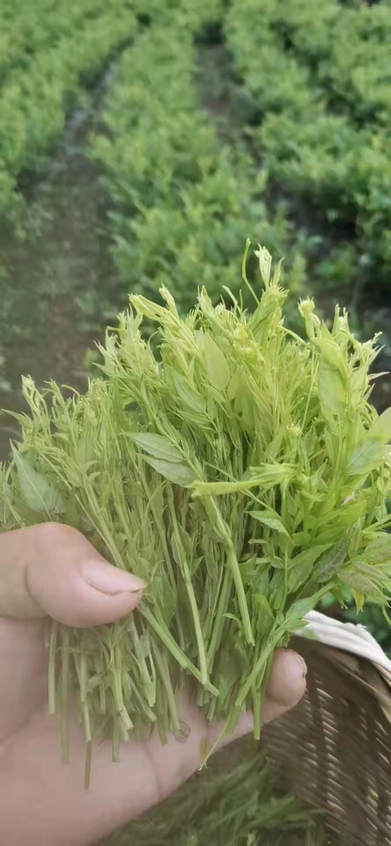 张家界藤茶嫩芽明前野生自产自销回味悠长