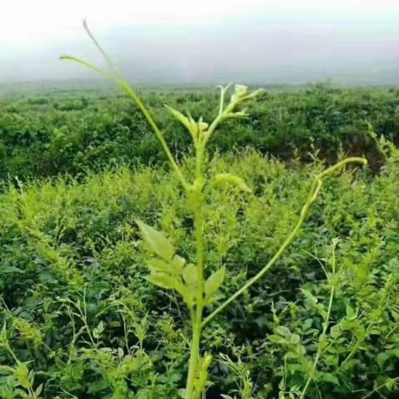 张家界藤茶嫩芽明前野生自产自销回味悠长