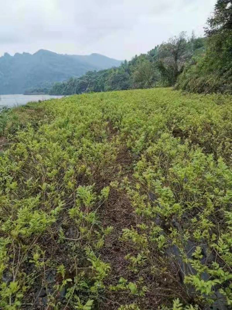 张家界藤茶嫩芽明前野生自产自销回味悠长
