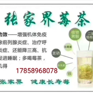 张家界藤茶嫩芽明前野生自产自销回味悠长