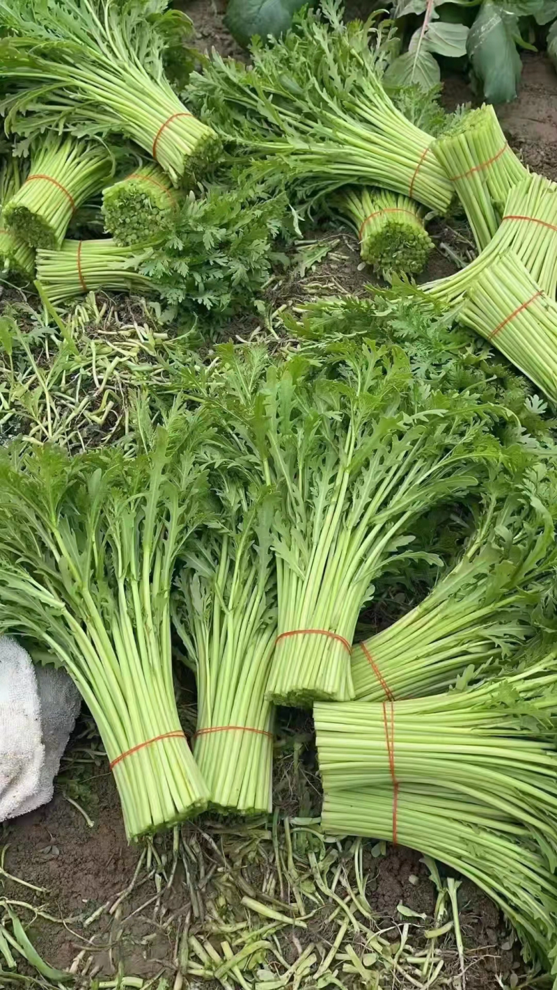 茼蒿菜赶集零售免人工费电商档口产地直达新鲜