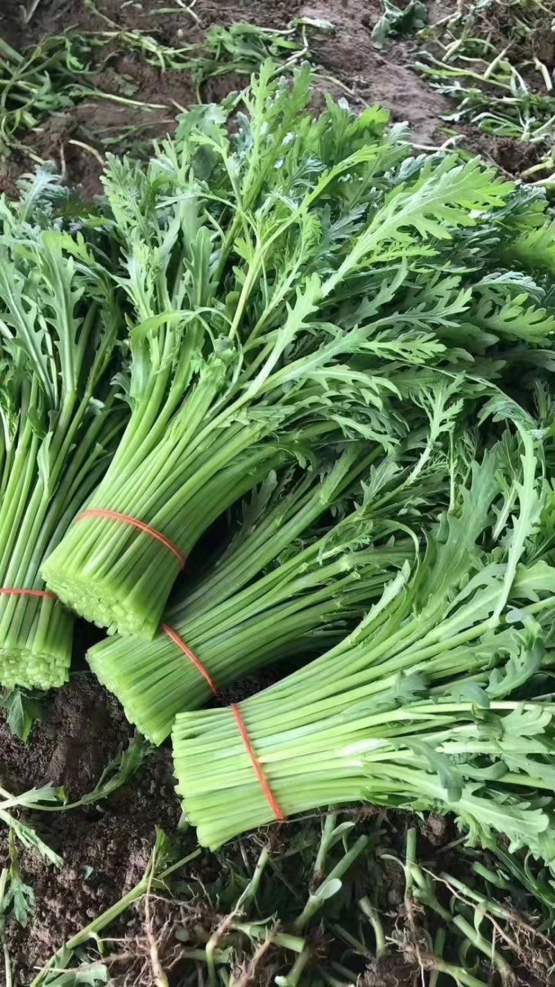茼蒿菜赶集零售免人工费电商档口产地直达新鲜