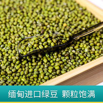 绿豆进口原产地大中颗粒毛绿豆底塞2.8-4通货榨油原料