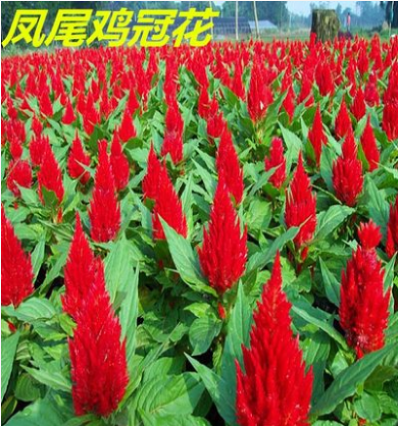鸡冠花种子凤尾鸡冠花头状鸡冠花火焰鸡冠花四季花易种易活