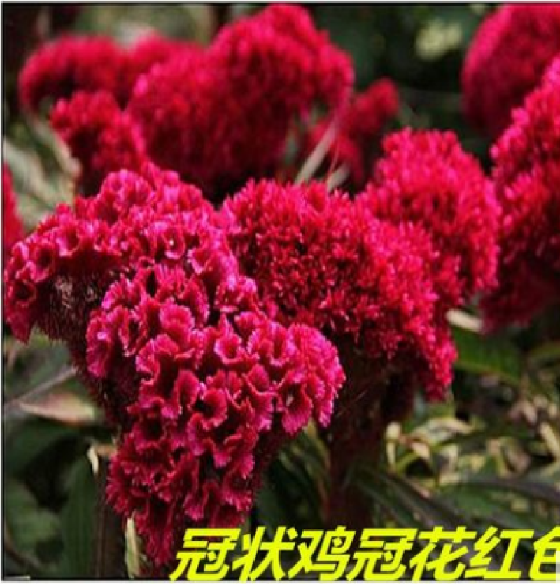 鸡冠花种子凤尾鸡冠花头状鸡冠花火焰鸡冠花四季花易种易活