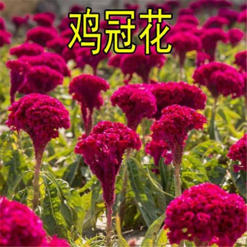 鸡冠花种子凤尾鸡冠花头状鸡冠花火焰鸡冠花四季花易种易活