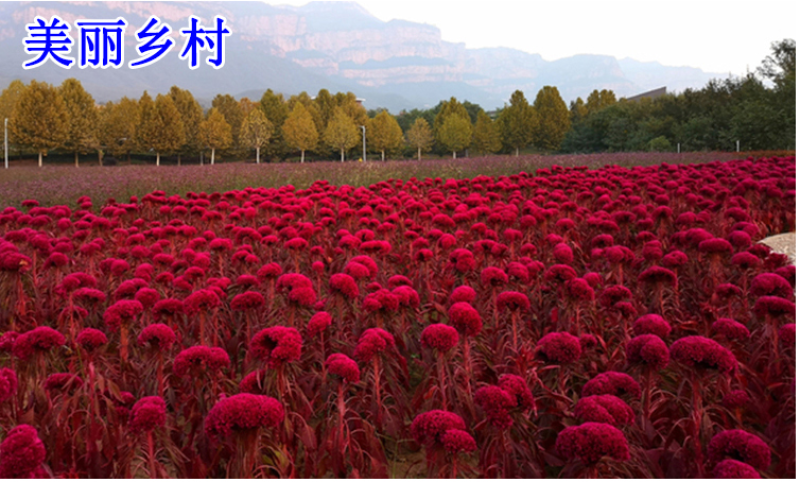 鸡冠花种子凤尾鸡冠花头状鸡冠花火焰鸡冠花四季花易种易活