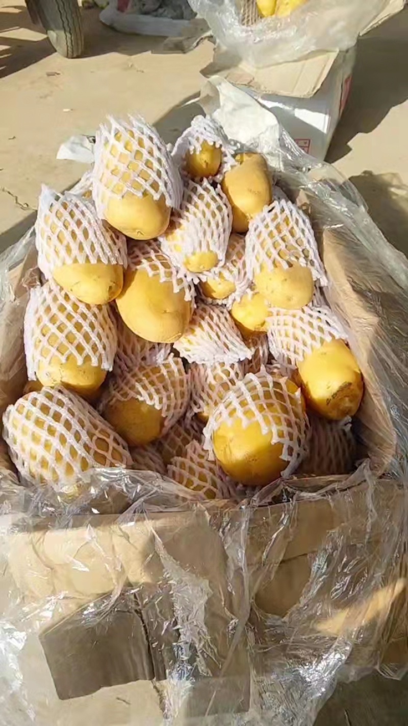 荷兰十五土豆产地直供品质保证服务周到欢迎联系