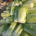 【精品】黄心白菜4~6斤纯净菜，供应超市市场批发！