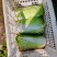 【精品】黄心白菜4~6斤纯净菜，供应超市市场批发！