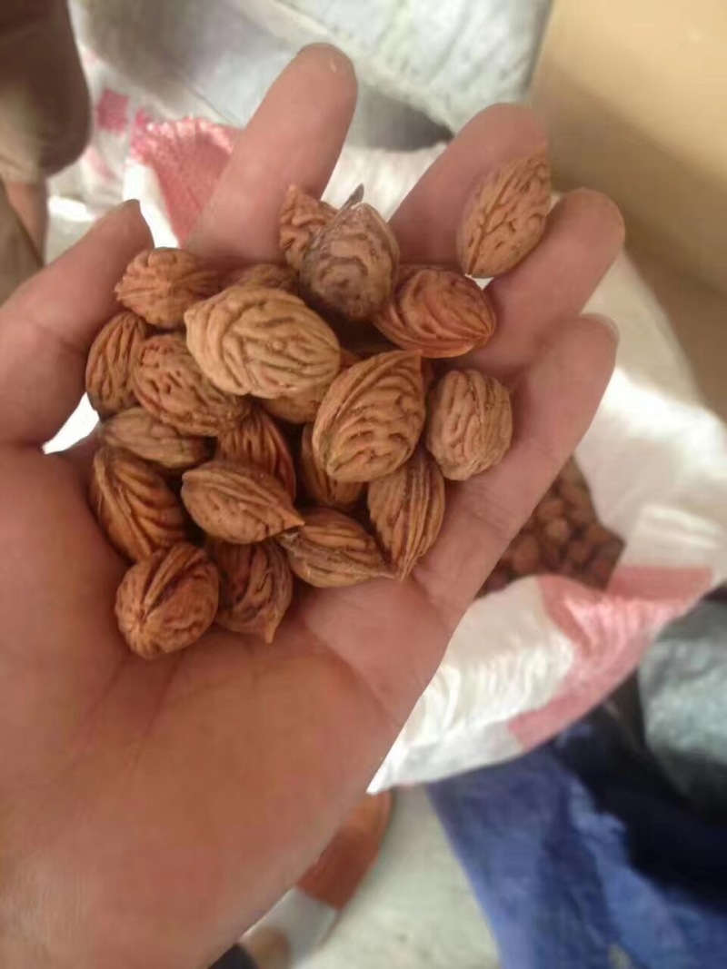 毛桃种子果树种子新采毛桃树种子嫁接梅花李树桃树砧木