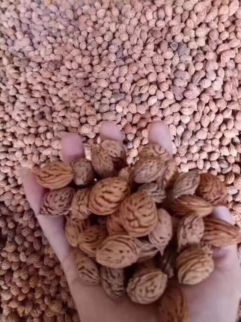 毛桃种子果树种子新采毛桃树种子嫁接梅花李树桃树砧木