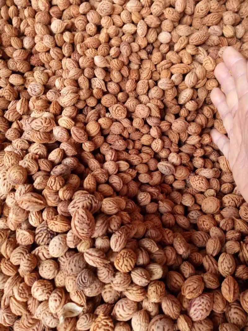 毛桃种子果树种子新采毛桃树种子嫁接梅花李树桃树砧木
